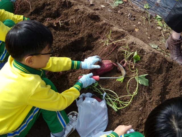 고구마